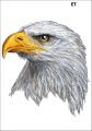 Tatuaz-zmywalny-orzel-patriotyczny