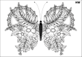 Tatuaz-zmywalny-motyl-cma