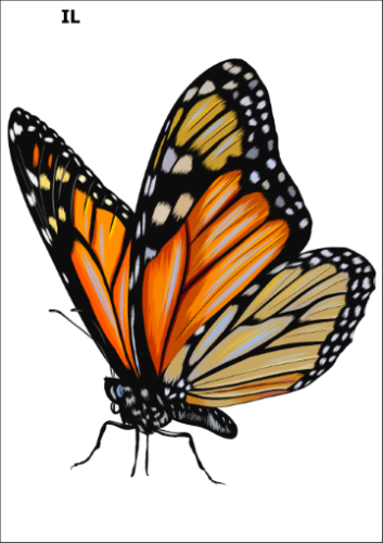 Tatuaz-zmywalny-motyl