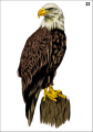 Tatuaz-zmywalny-orzel