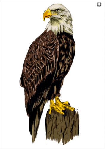 Tatuaz-zmywalny-orzel
