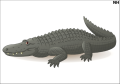 Tatuaz-dla-dzieci-aligator-krokodyl