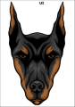 Tatuaz-zmywalny-pies-doberman