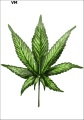 Tatuaz-zmywalny-ganja-rastafari-mari-huana