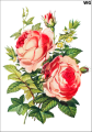Tatuaz-zmywalny-kwiaty-roze