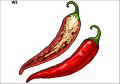 Tatuaz-zmywalny-papryka-ostra-chilli